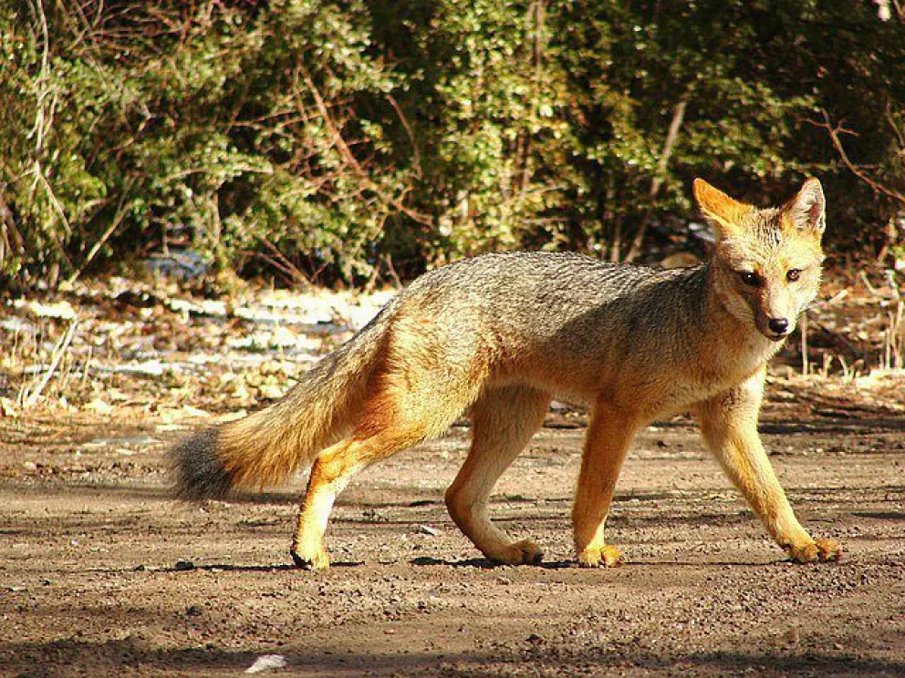 Encontraron cerca de Bariloche un zorro con rabia