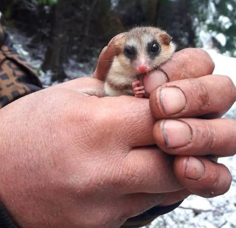 Encontraron a un monito del monte en Colonia Suiza