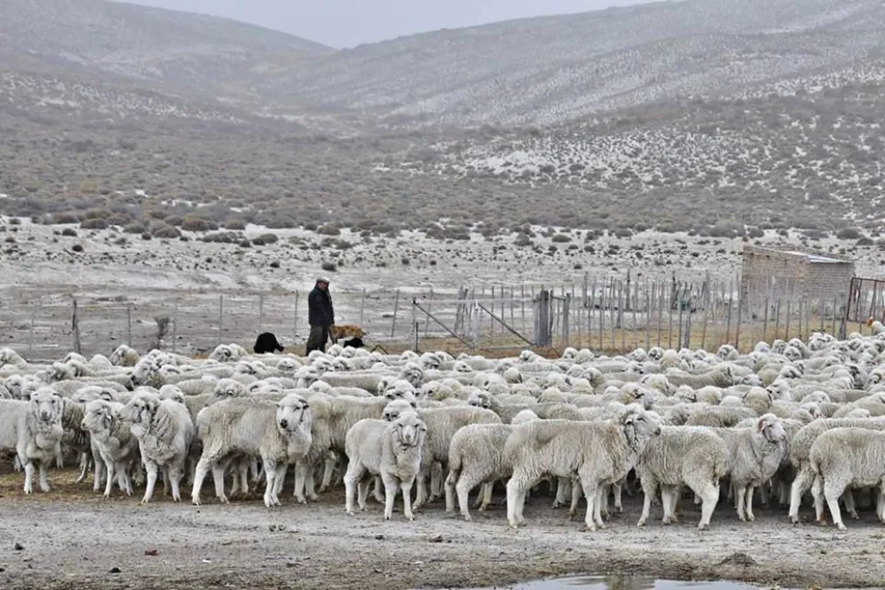 Un criancero con sus ovejas. 