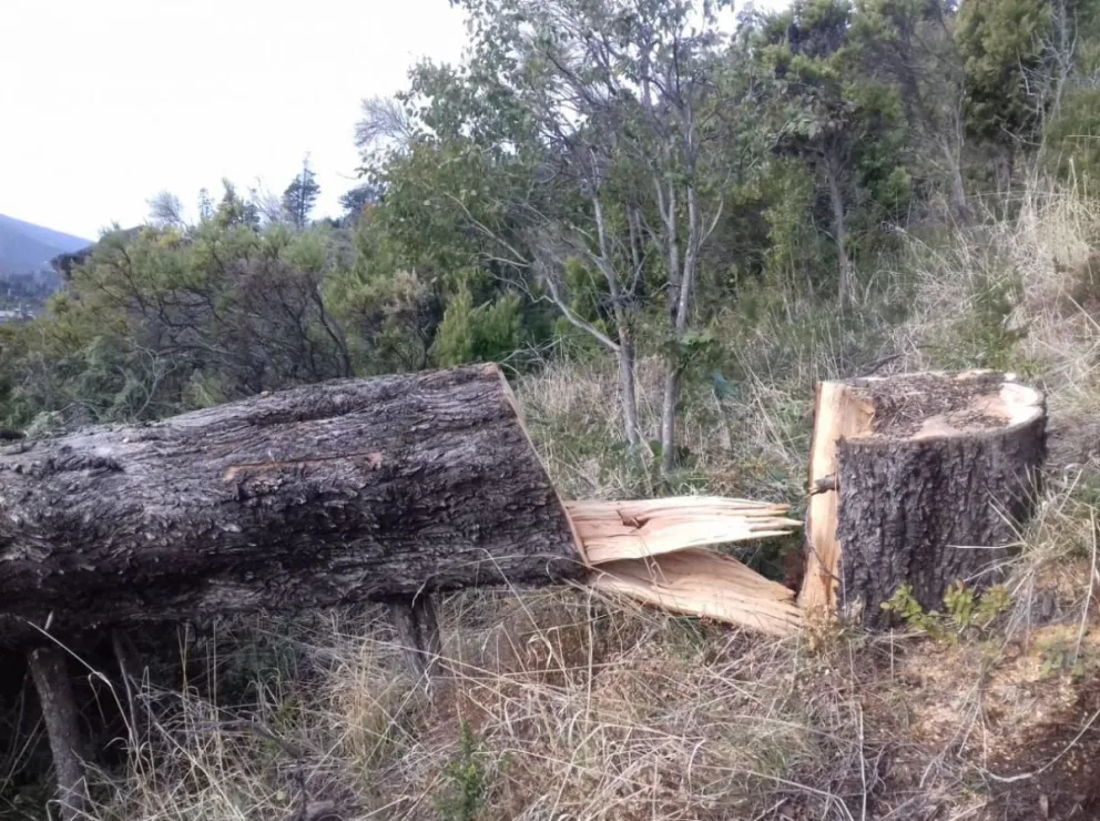 "Están arrasando con todo", se quejaron los vecinos. 