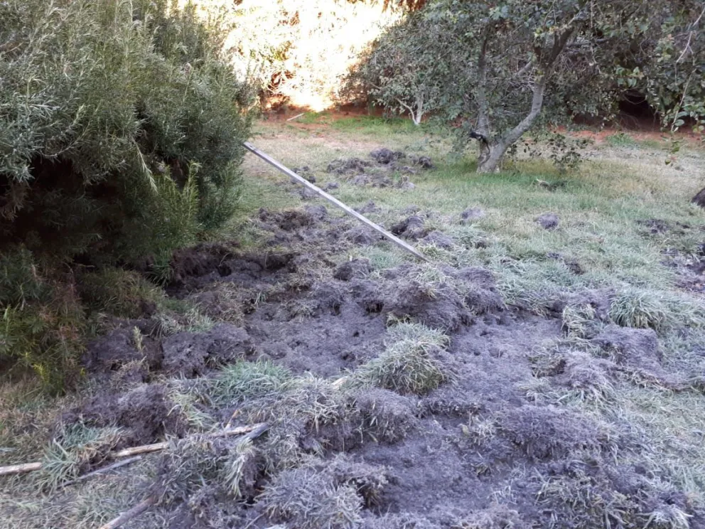 Vecinos del este advierten la presencia de jabalíes en la zona