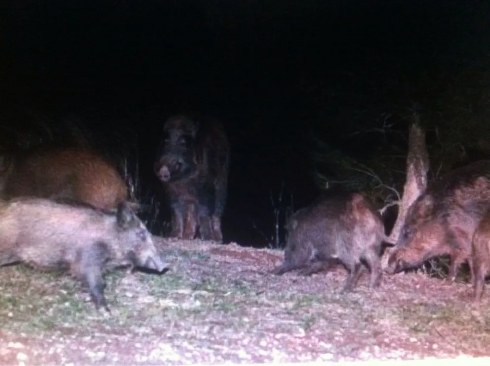 Los animales suelen aparecer de noche por el barrio Costa del Sol.