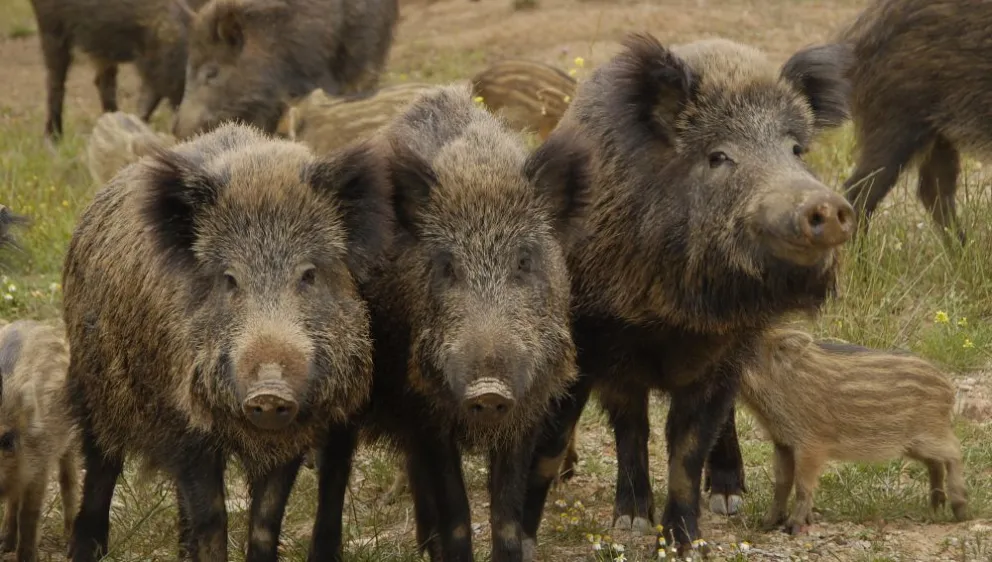¿Cómo llegaron los jabalíes a Bariloche y por qué se convirtieron en una plaga?