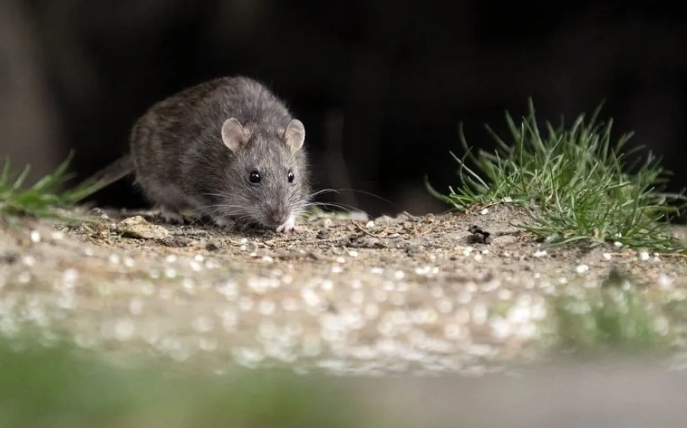 Confirman brote de hantavirus en Epuyén