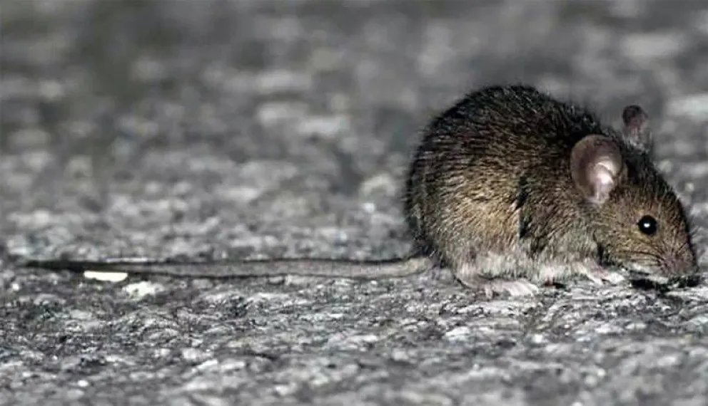 Hantavirus: Qué precauciones debemos tener ante la llegada del otoño