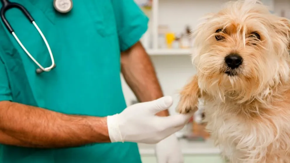 Arranca la campaña de esterilización gratuita en el barrio Perito Moreno