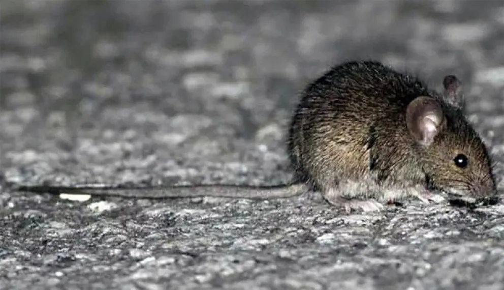 Dieron de alta a la paciente con hantavirus internada en San Martín de los Andes