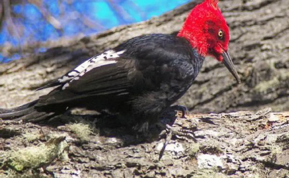 Construirán en Bariloche un centro de amortiguación y rehabilitación de fauna silvestre