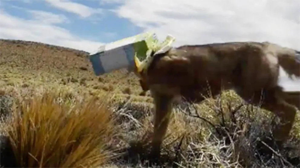 Imperdible video: Salvó a un zorrito patagónico con dos cajas atascadas en la cabeza