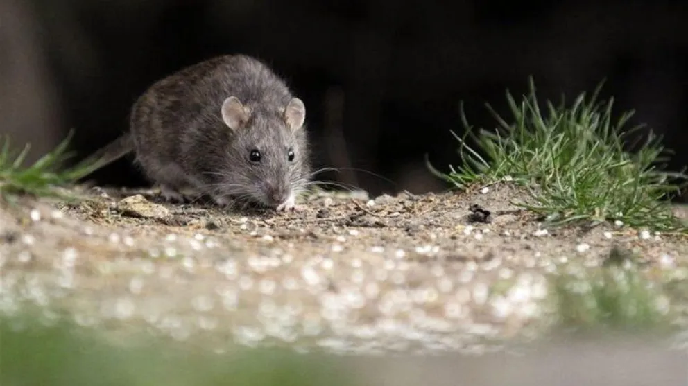 Diez datos que quizás desconocés sobre la floración de la caña y el hantavirus