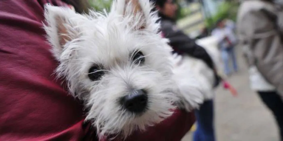 Comienza la campaña de esterilización gratuita en Virgen Misionera