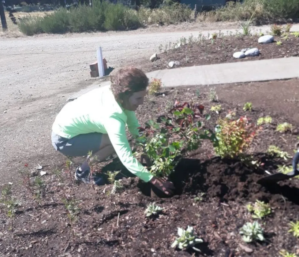 La mujer plantó el rosal en el sitio donde la fotografiaron la semana pasada. 