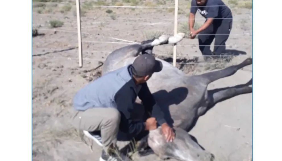 Video: Rescataron un caballo atrapado en un alambrado