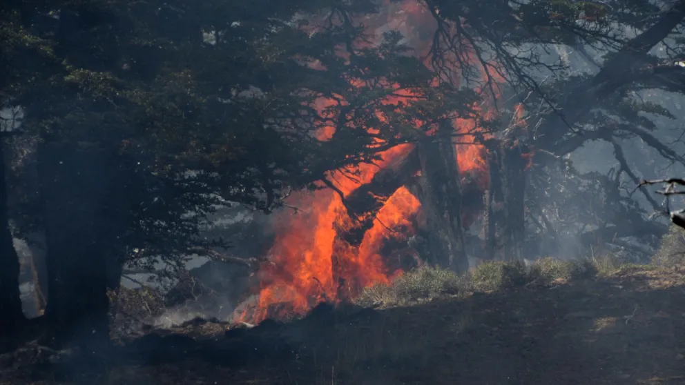 Ya se sofocaron 50 incendios de monte y piden reforzar medidas de prevención