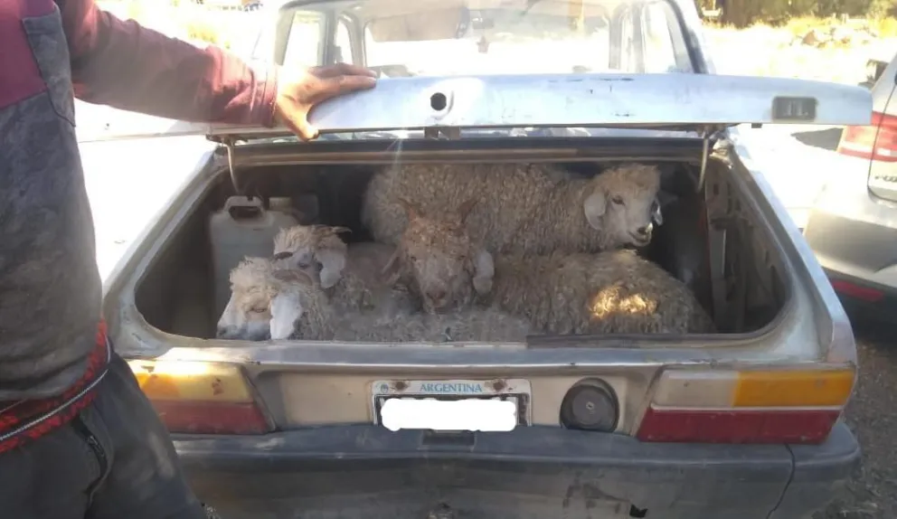 Llevaba cuatro chivos vivos escondidos en el baúl y otros dos faenados
