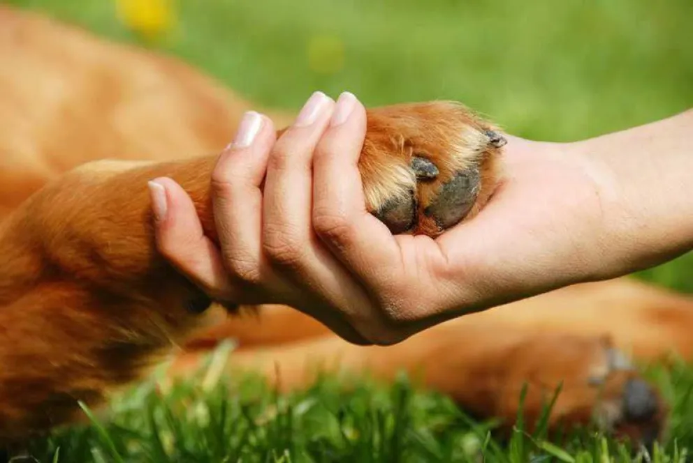 Un festival sobre el cuidado responsable de animales