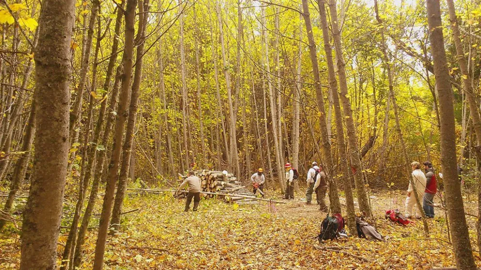 Profundizan acciones de restauración de bosques nativos en península de Quetrihué e Isla Victoria