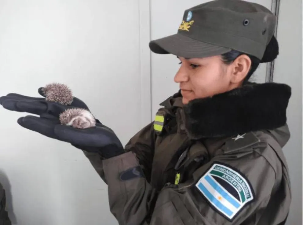 Los animales fueron rescatados por personal de Gendarmería. 