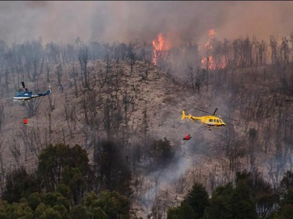 Plantaron 15 mil árboles en el bosque chubutense afectado por un incendio de 2015