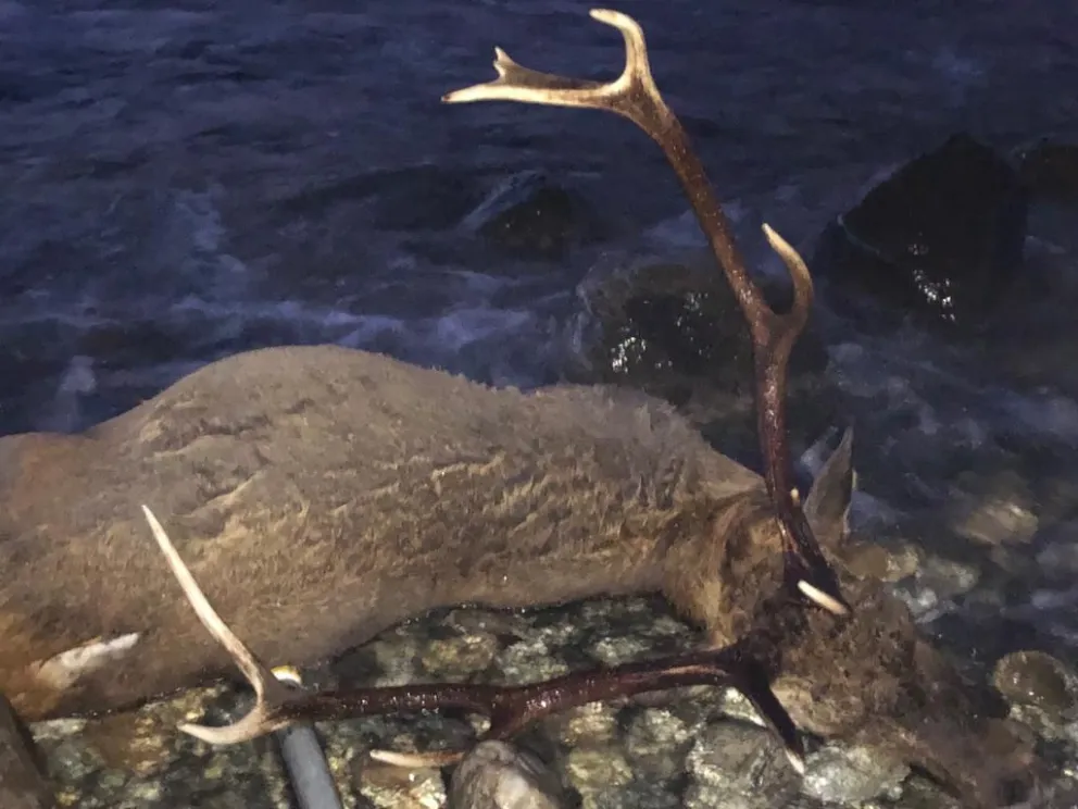 Encontraron un ciervo muerto en el borde del lago