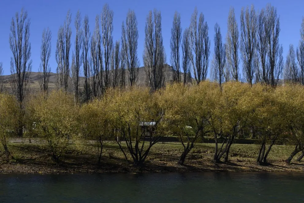 Charla sobre los árboles en el entorno urbano
