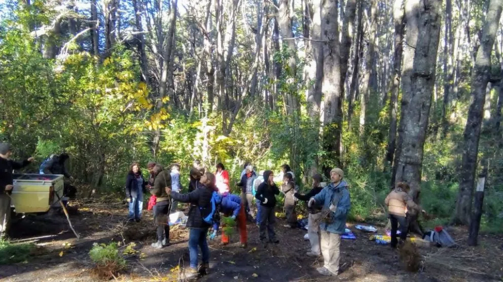 Estudiantes de la UNRN continúan extracción de plantas exóticas en Llao Llao