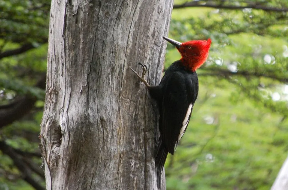 Presentan una guía de aves de la zona andina