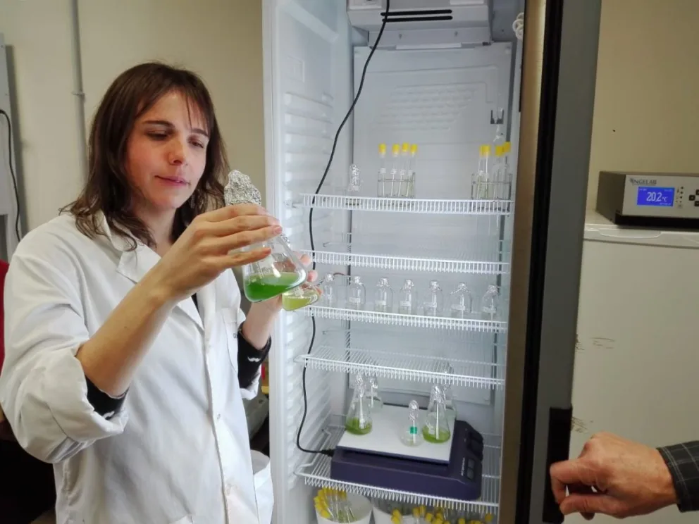 Buscan tratar los efluentes con microalgas autóctonas