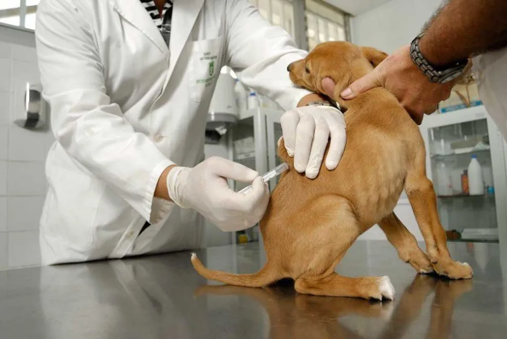 El municipio aplicará vacunas antirrábicas a perros y gatos