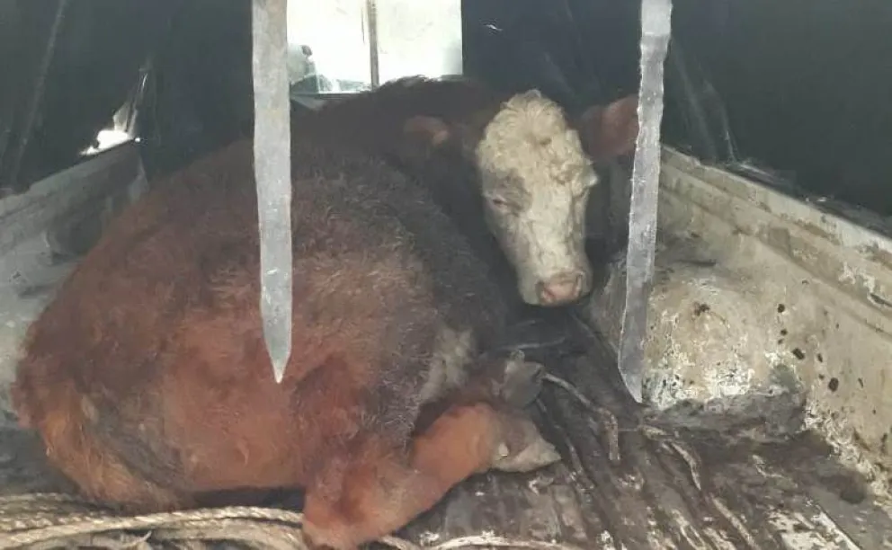 Ganaron un ternero en una rifa, los paró la Brigada Rural y tuvieron que devolverlo