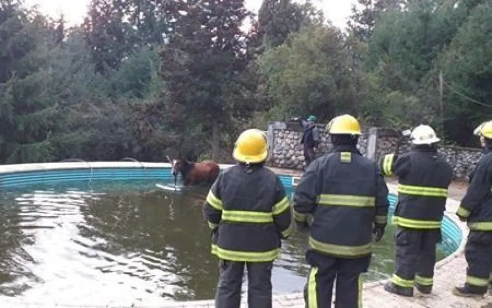 Bomberos tuvieron que auxiliar a un caballo que no podía salir de una pileta