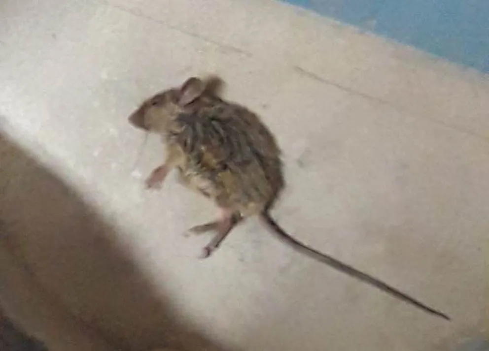Preocupación por la presencia de roedores en una escuela