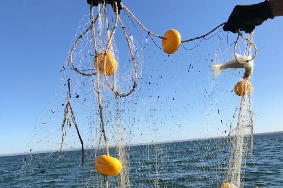 Determinarán las poblaciones de peces del río Negro