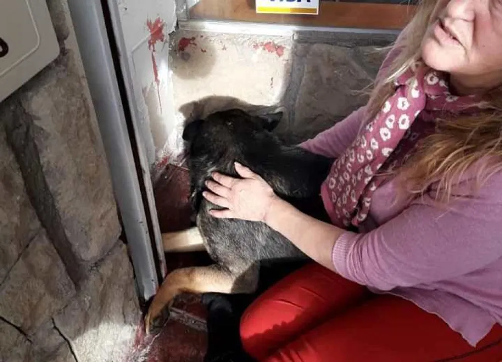 Acusan a una persona en situación de calle de violar a una perra