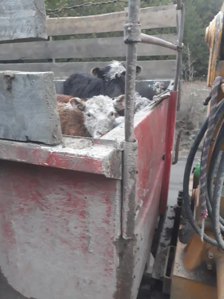 Llevaba ganado sin autorización y sin permiso para conducir camiones
