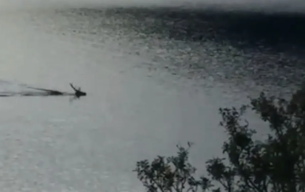 Video viral: Un ciervo nadando en el Nahuel Huapi sorprendió a vecinos y turistas