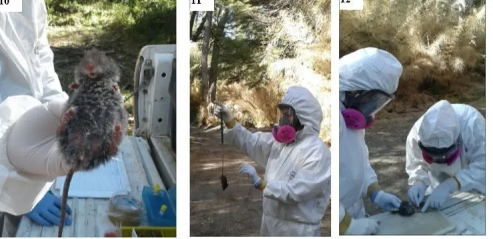 Cómo es el proceso de la ratada y qué indican los muestreos del Parque Nacional