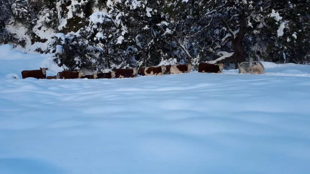 Video: poblador rural de Traful salva a sus animales de la nieve