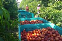 Las exportaciones de la provincia fueron de 460 millones de dólares durante 2022