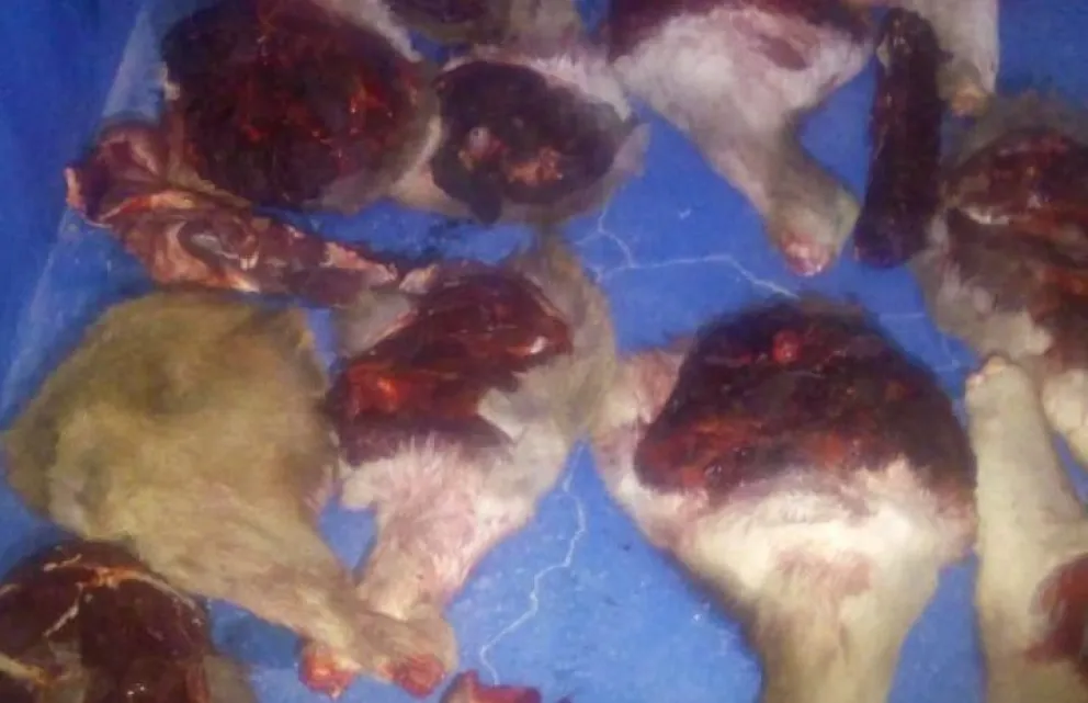 Faenaron un ciervo de manera clandestina y llevaban piezas del animal en el baúl