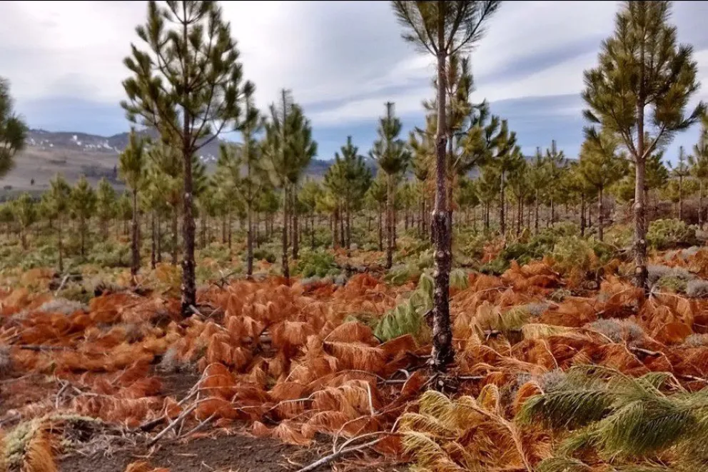 Buscan promocionar la actividad forestal en la zona andina