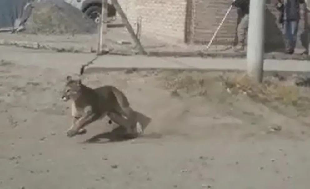Un puma causó revuelo en un barrio de Neuquén
