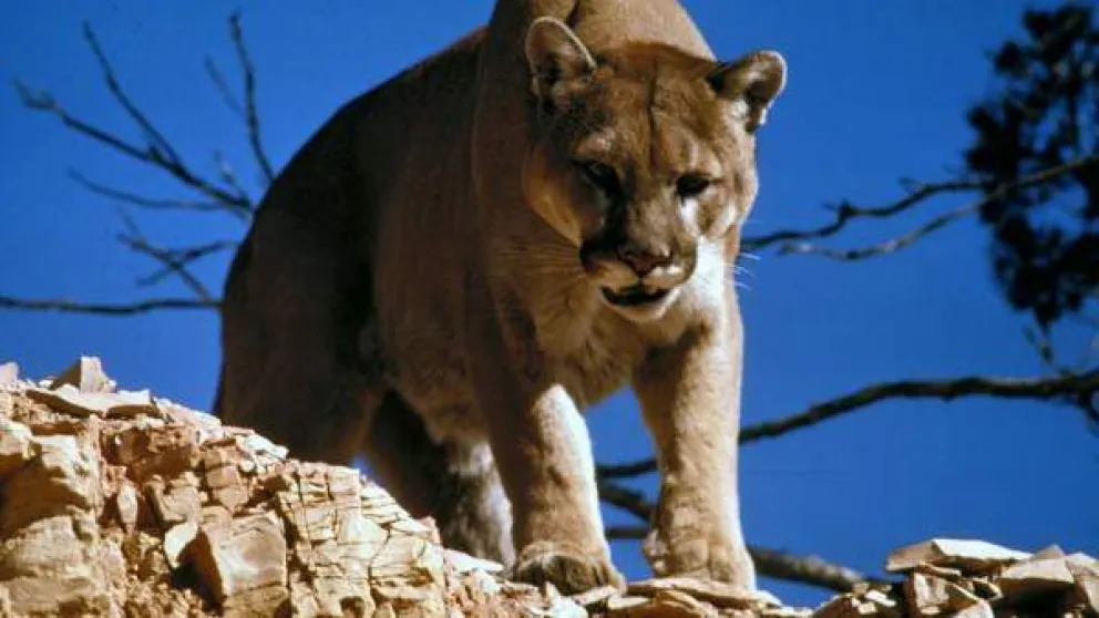 Los ataques de pumas son un problema sin solución