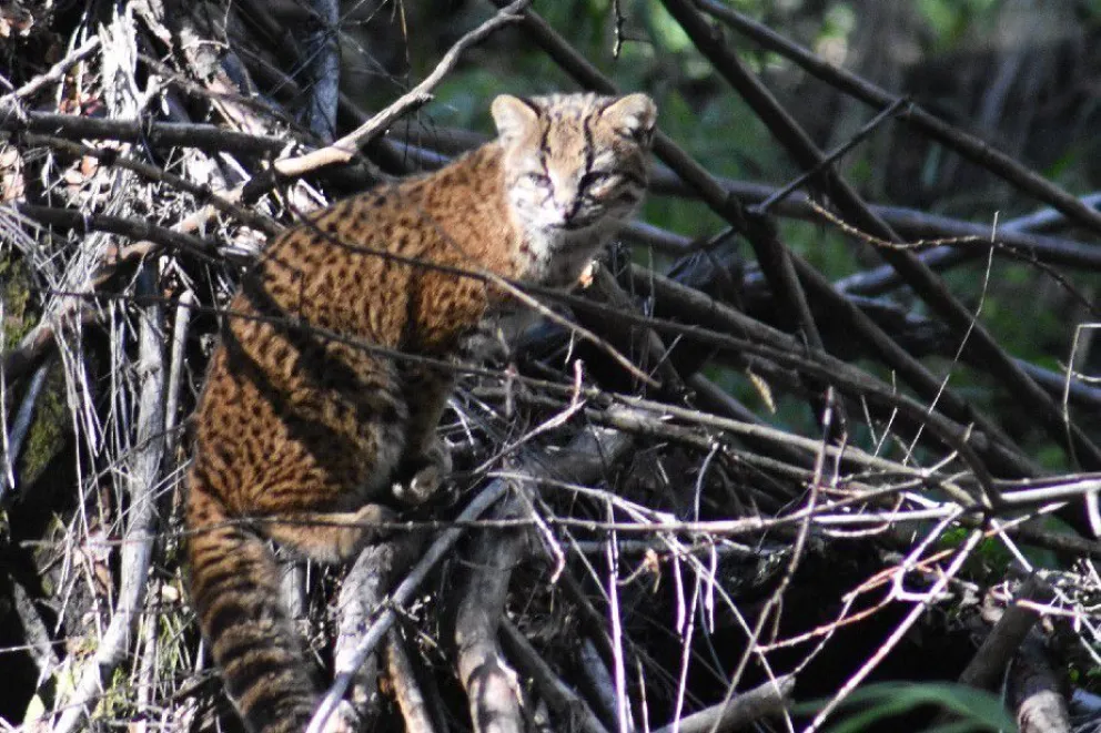Turistas retrataron en Bariloche al felino más pequeño de América
