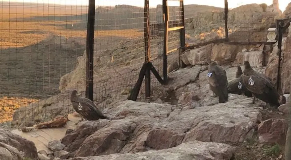 Seis ejemplares de cóndor andino serán liberados esta semana