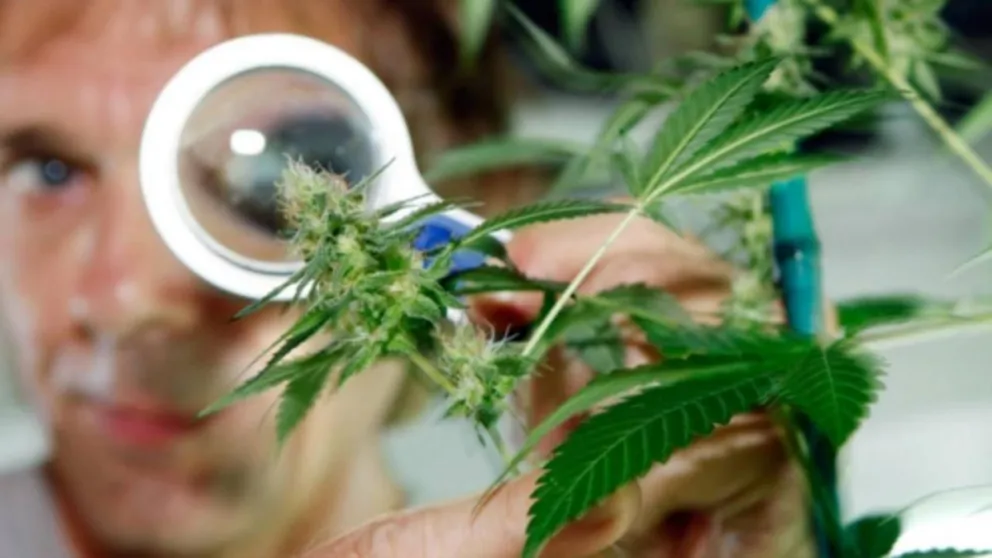La UNRN elabora protocolos de control de calidad y elaboración del cannabis medicinal