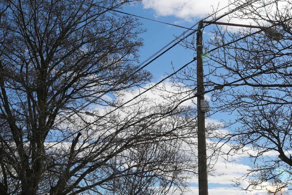 Buscan disminuir los cortes de energía eléctrica a través de la poda preventiva
