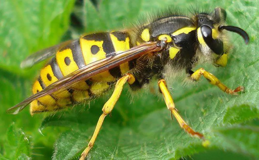 Época de chaqueta amarilla reina: cómo controlarlas y qué hacer si nos pican