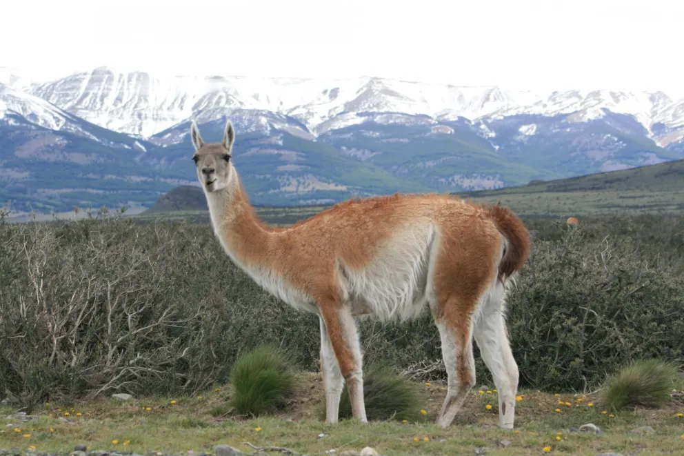 Denuncian la caza furtiva de guanacos en el Parque Nacional Nahuel Huapi