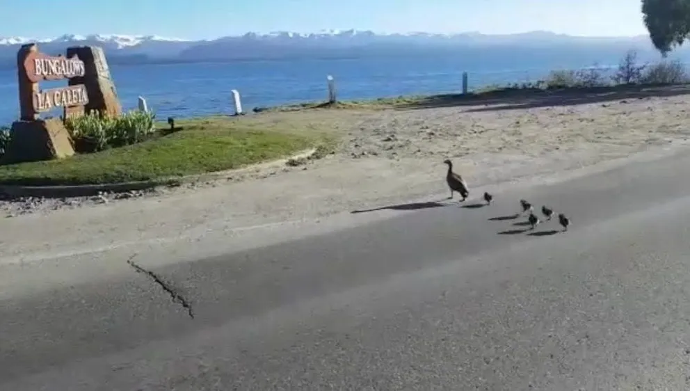 Video: un bello cauquén cruzando Bustillo con sus crías